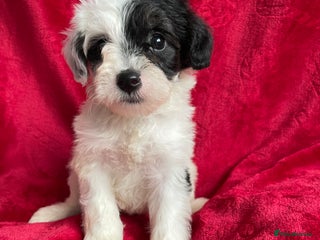 Yorkshire Terrier dogs Yorkshire terriers biewer - Advert 1