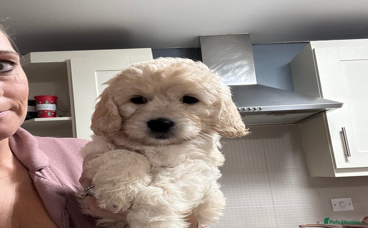 Goldendoodle dogs - Advert 1
