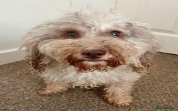 Cavapoo dogs for sale: BEAUTIFUL CHOCOLATE MERLE CAVAPOO GIRL in Manchester - Image 1