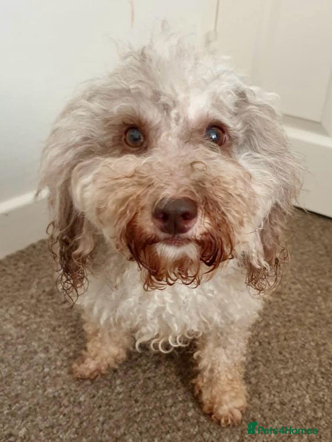 Cavapoo dogs for sale: BEAUTIFUL CHOCOLATE MERLE CAVAPOO GIRL in Manchester - Image 1