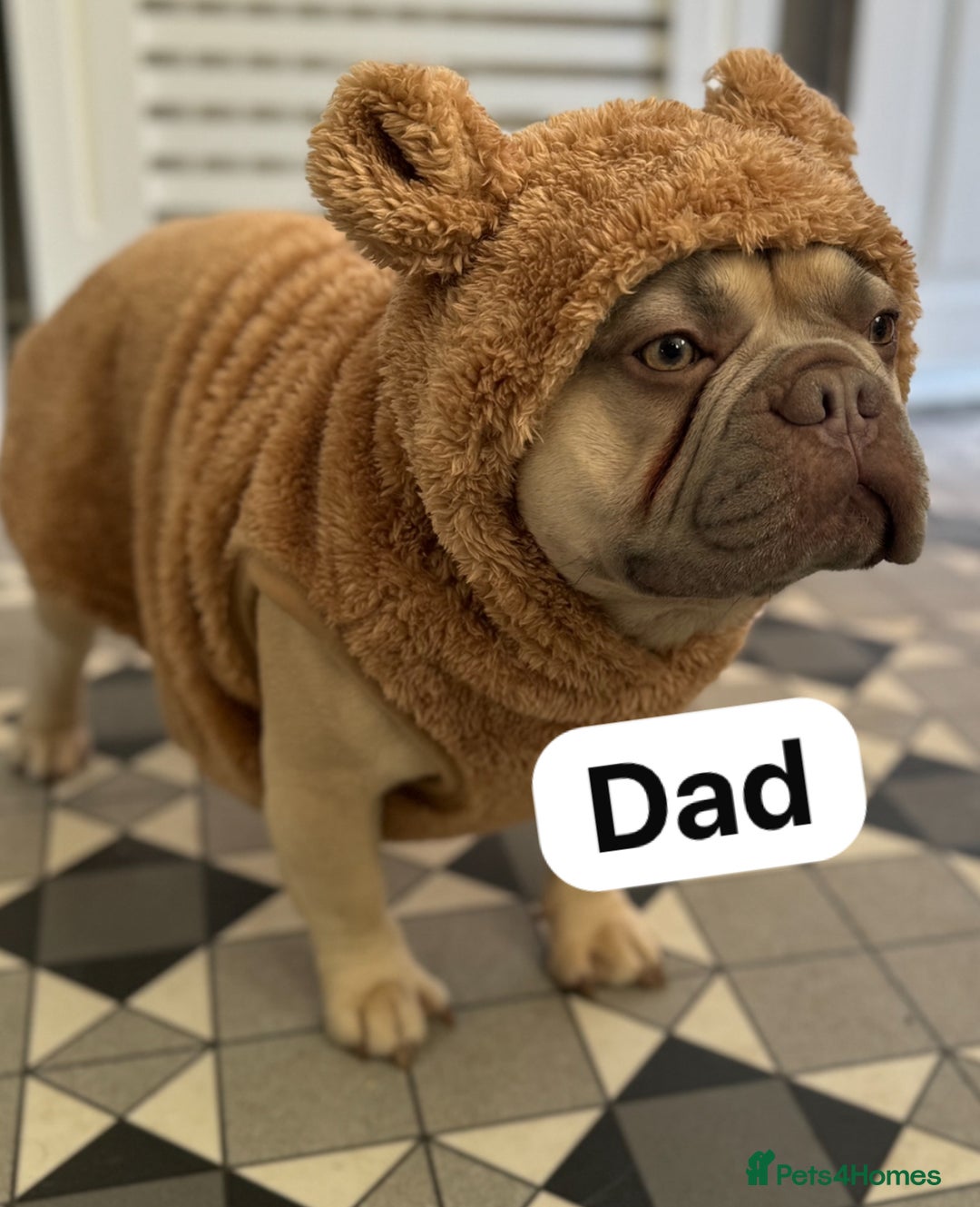 French Bulldog dogs for sale: LILAC Frawn 1girl pup left(I own both mom and dad) - Image 14