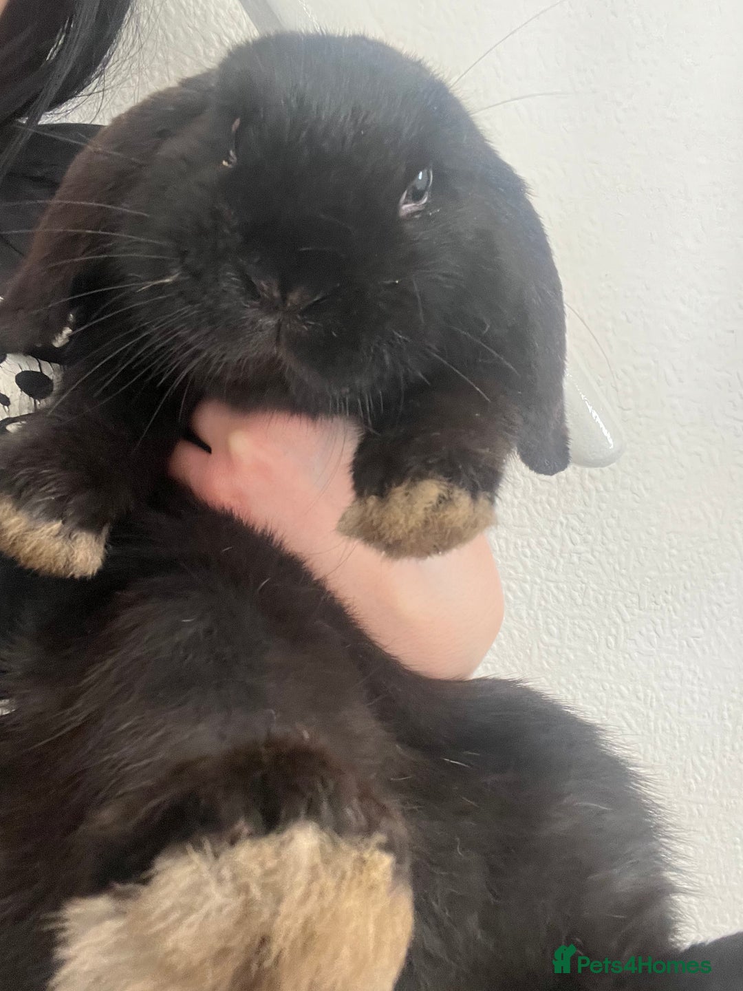 French Lop rabbits for sale: Bunny - Advert 3