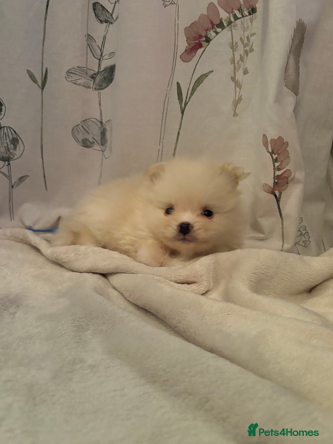 Pomeranian dogs for sale: Beautifu Litter- Russian/Chi Tien Pomeranian Pups - Advert 27