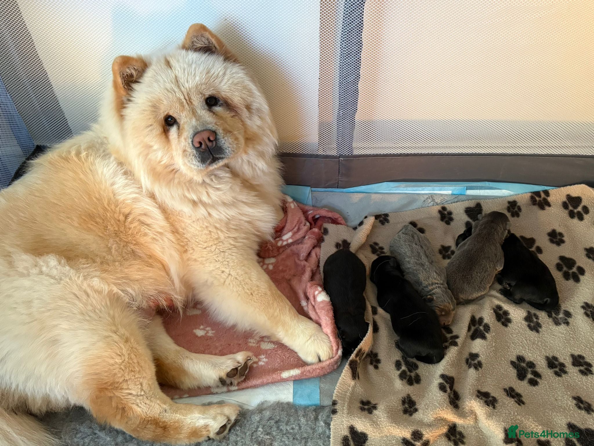 Chow Chow dogs Beautiful Black and Blue Chow Chow 🖤💙 - Advert 5