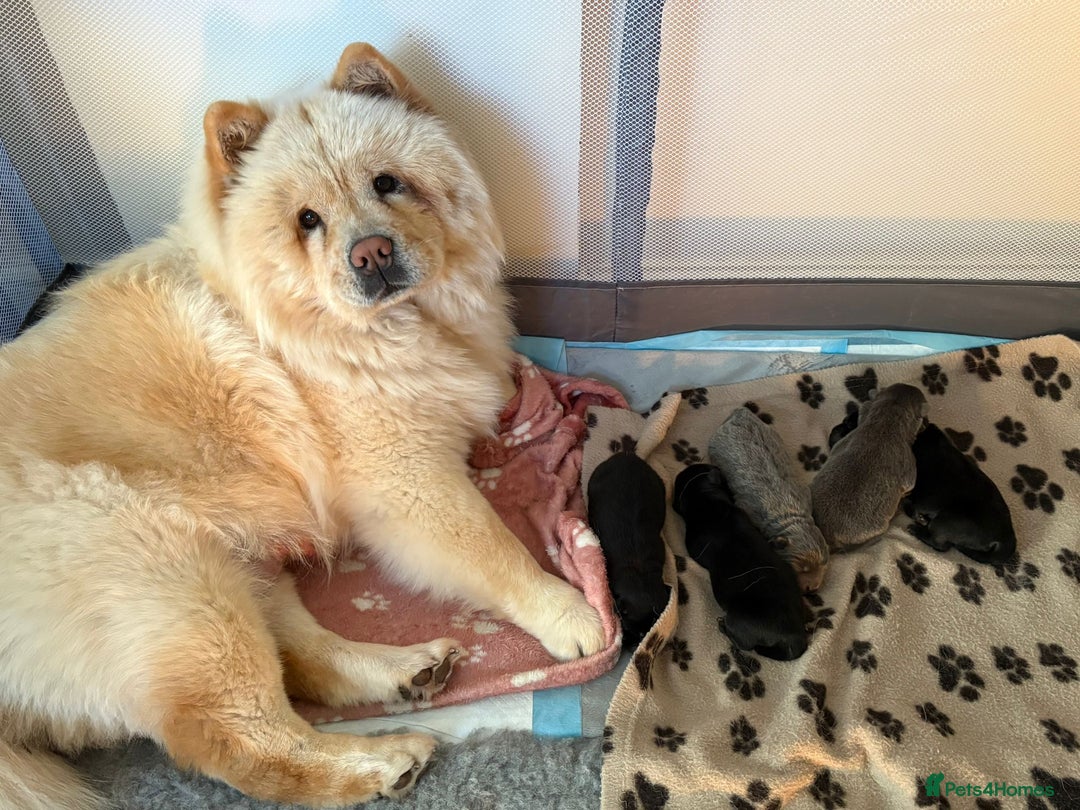 Chow Chow dogs for sale: Beautiful Black and Blue Chow Chow 🖤💙 - Advert 1