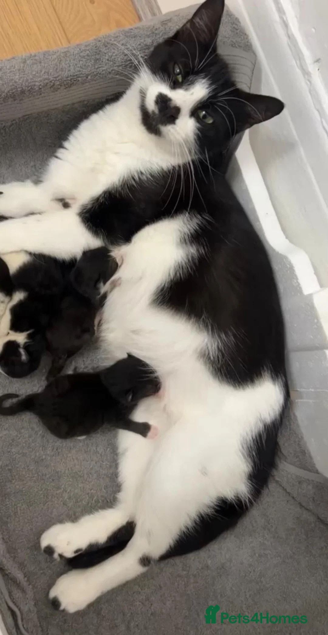 British Shorthair cats for sale: 3 boy kittens  - Advert 3