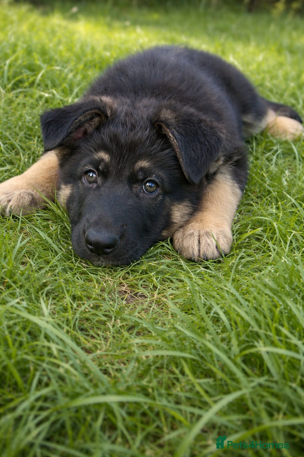 German Shepherd dogs One gorgeous KC reg GSD female left!  - Advert 3