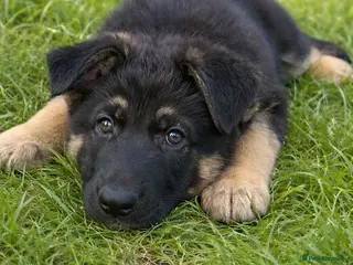 German Shepherd dogs One gorgeous KC reg GSD female left! - Advert 3