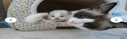 Ragdoll cats for sale: Stunning Ragdoll Kitten in London - Advert 15