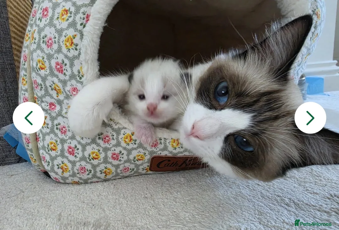 Ragdoll cats for sale: Stunning Ragdoll Kitten in London - Advert 15