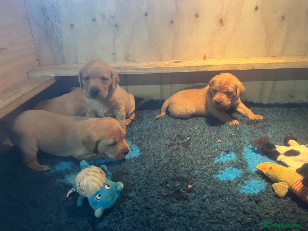 Labrador Retriever dogs for sale: Beautiful Labrador puppies  - Advert 4
