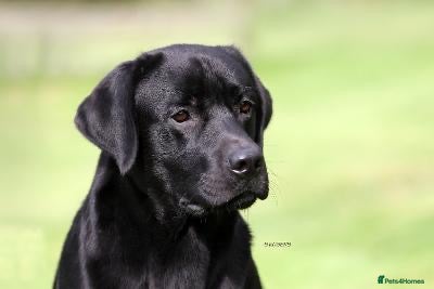 Labrador Retriever dogs KC reg Black and Chocolate Labrador Puppies - Advert 9