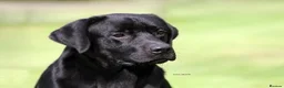 Labrador Retriever dogs for sale: KC reg Black and Chocolate Labrador Puppies - Advert 1