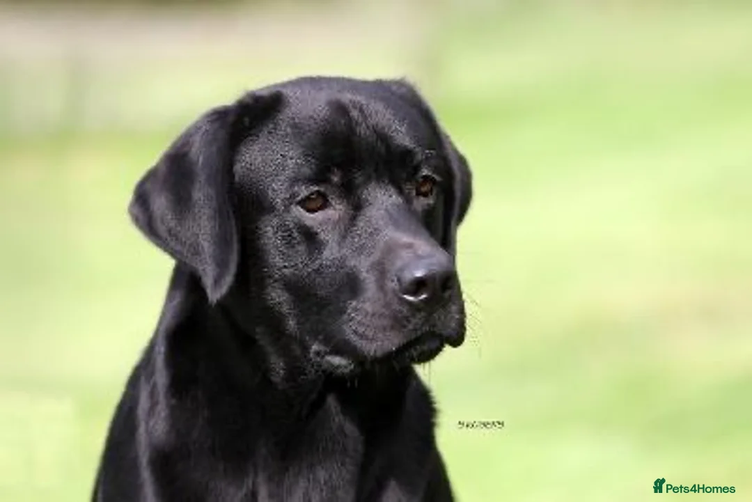 Labrador Retriever dogs for sale: KC reg Black and Chocolate Labrador Puppies - Advert 1