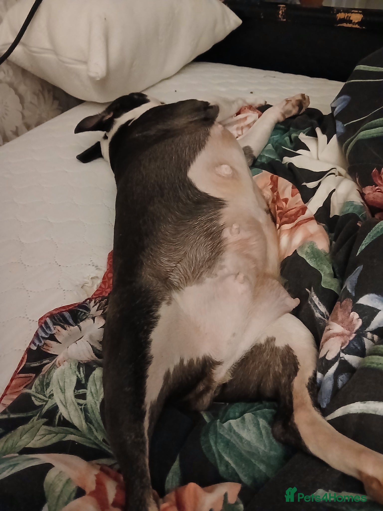 Boston Terrier dogs for sale: Boston Terrier puppies JHC4 hereditary free - Advert 2