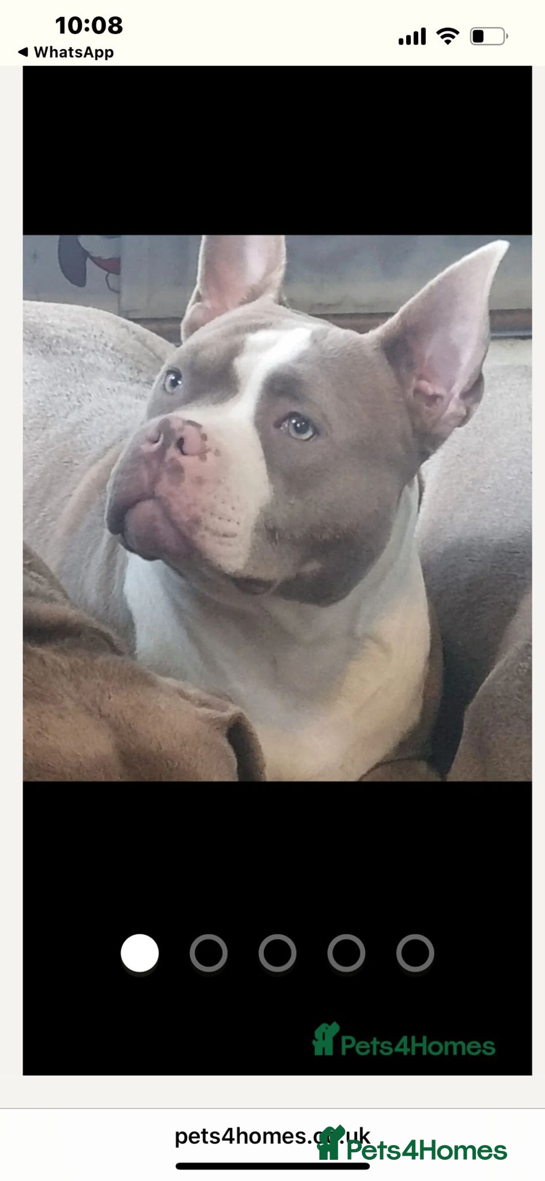 American Bully dogs for sale: Narla  - Advert 7