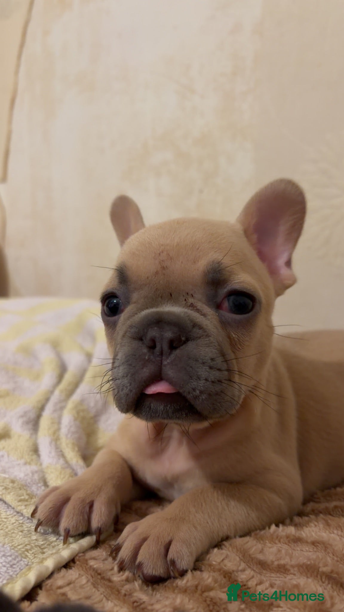 French Bulldog dogs Male French bulldog  - Advert 2