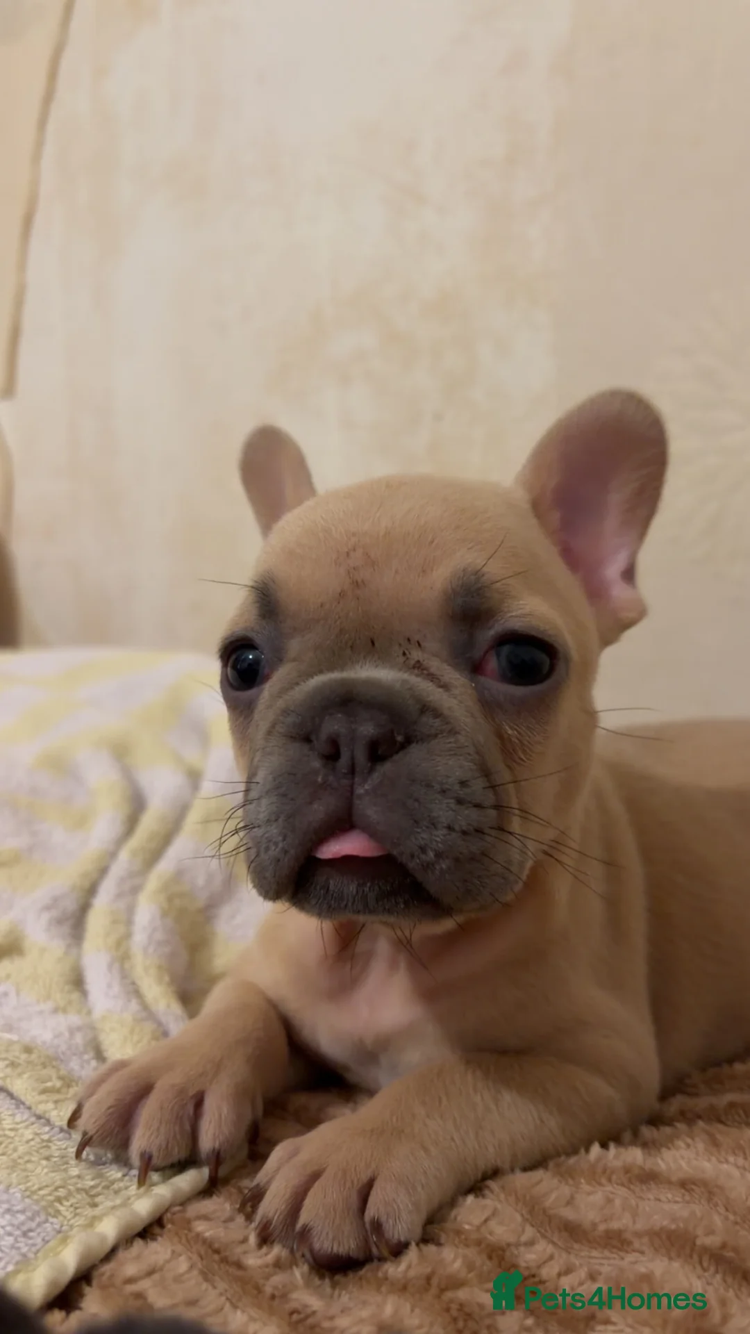 French Bulldog dogs for sale: Male French bulldog  - Advert 1