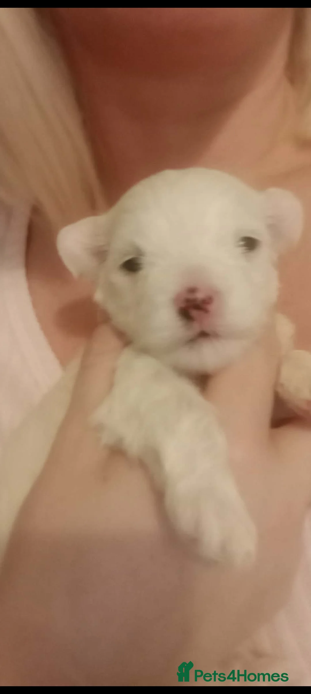 Maltese dogs for sale: Beautiful Maltese Boy Hypoallergenic - Advert 5