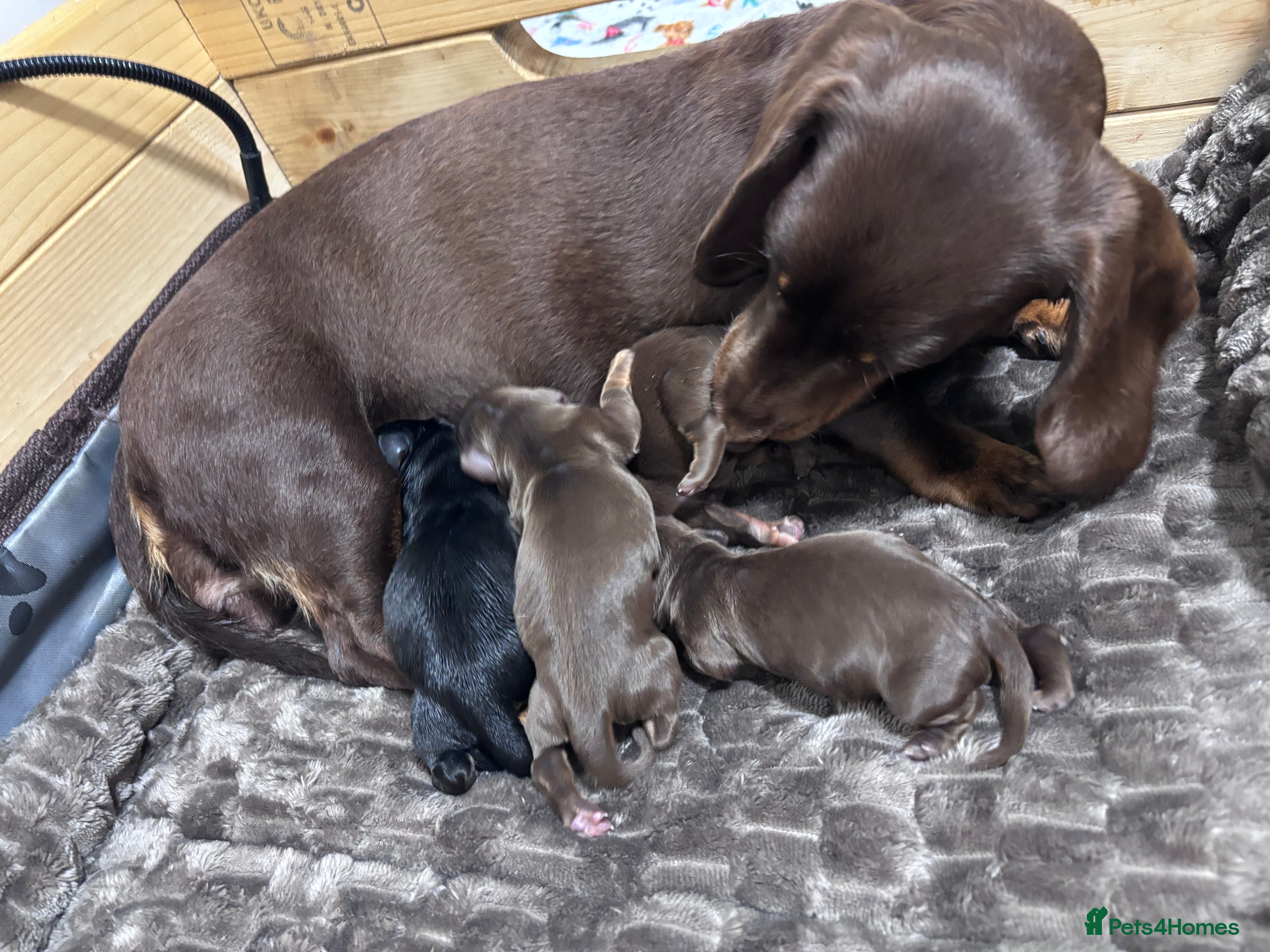 Miniature Dachshund dogs Long haired miniature dachshunds  - Advert 1