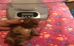 Cavapoo dogs for sale:  Cavapoo F1 Red Boys , Visits start this weekend  - Image 11
