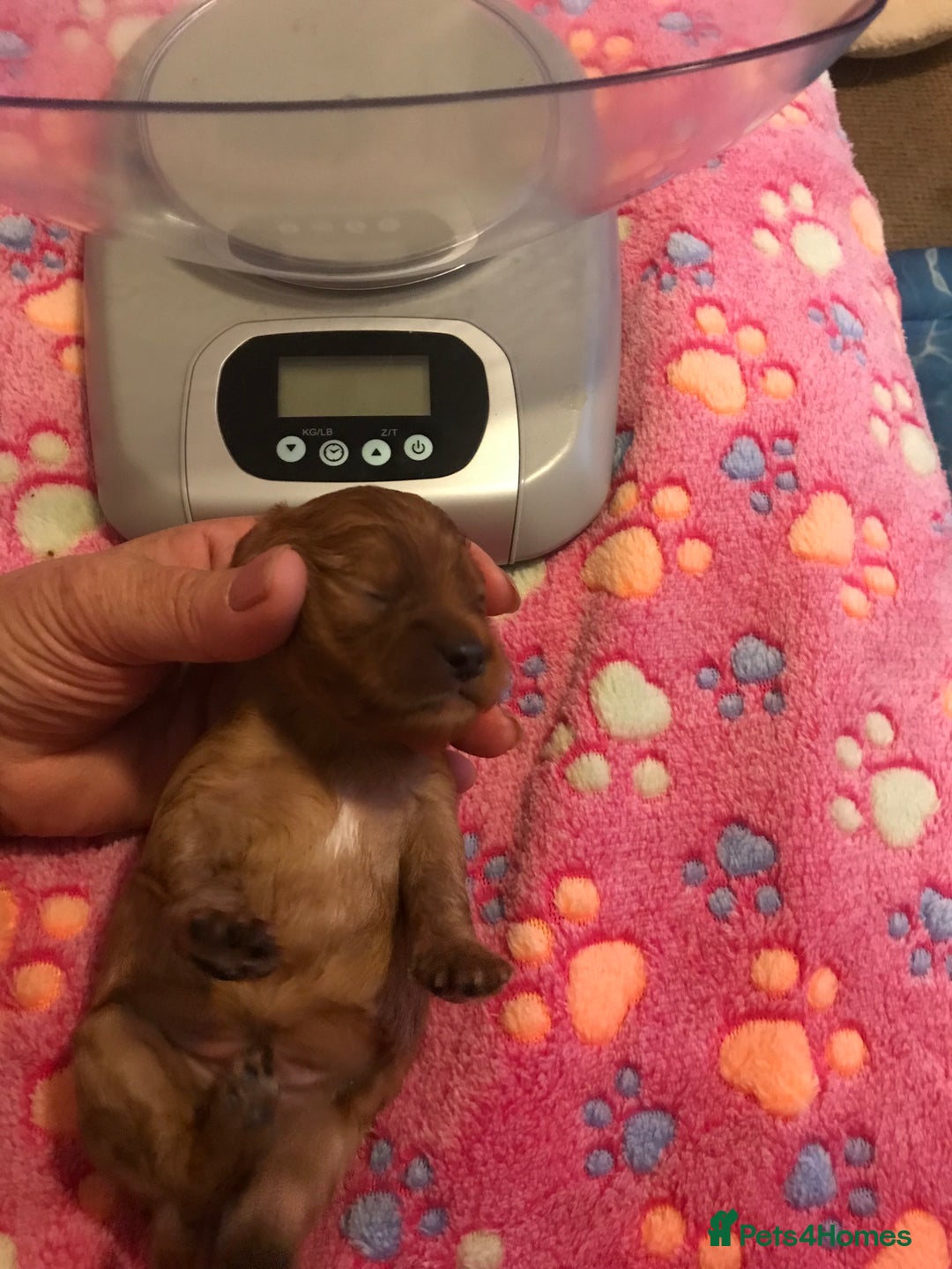 Cavapoo dogs for sale:  Cavapoo F1 Red Boys , Visits start this weekend  - Image 11