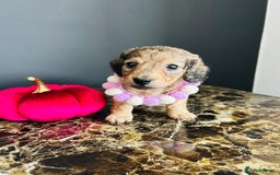 Miniature Dachshund dogs for sale: Cream Litter 5 Star Breeder ⭐️⭐️⭐️⭐️⭐️  - Image 30