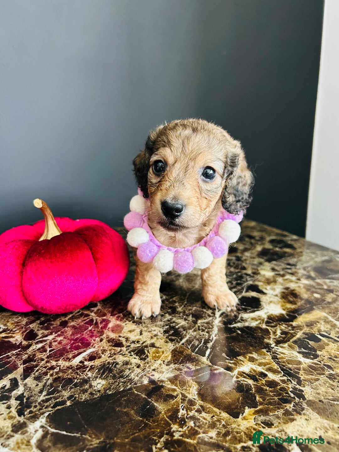 Miniature Dachshund dogs for sale: Cream Litter 5 Star Breeder ⭐️⭐️⭐️⭐️⭐️  - Image 30