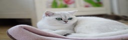 British Shorthair cats for sale: BSH reg kittens, Silver & Gold - Advert 7