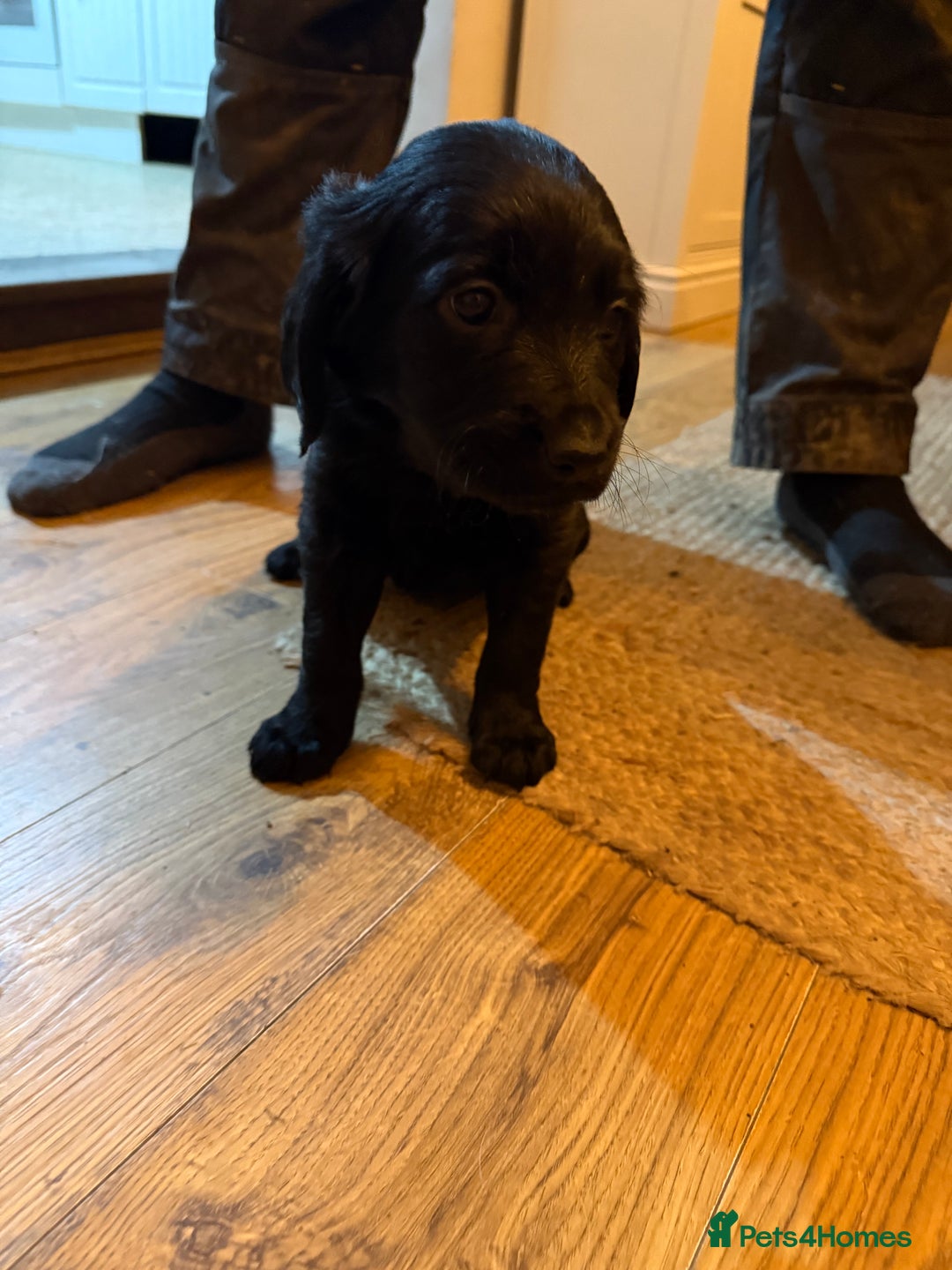 Mixed Breed dogs for sale: Golden Retriever cross Sprollies - Advert 19