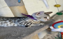Bengal cats for sale: 🐾 Pedigree tica registered Bengal Kittens - Image 30