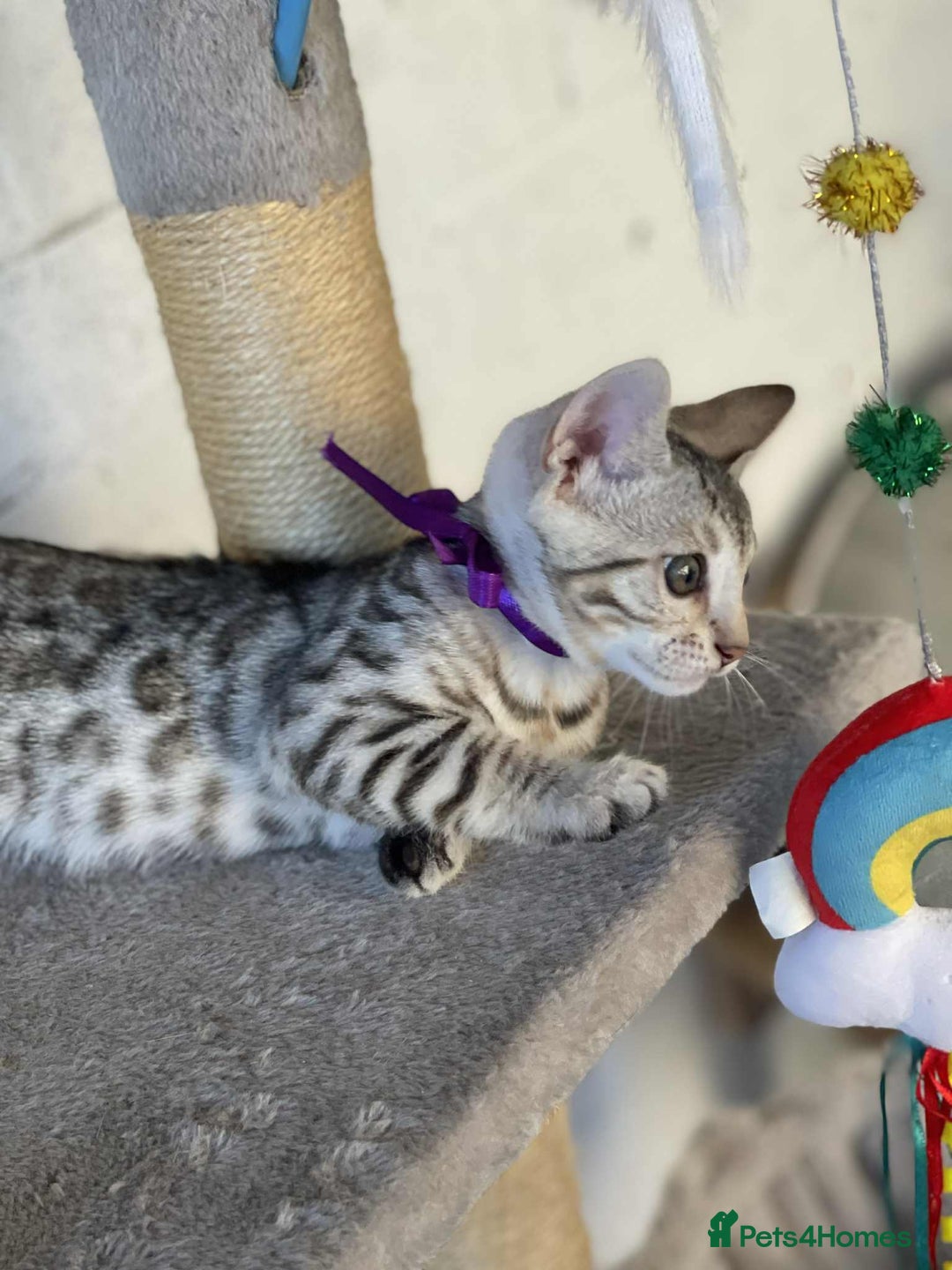 Bengal cats for sale: 🐾 Pedigree tica registered Bengal Kittens - Image 30