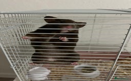 Hamster rodents for sale: Hamster - REHOME  - Image 2