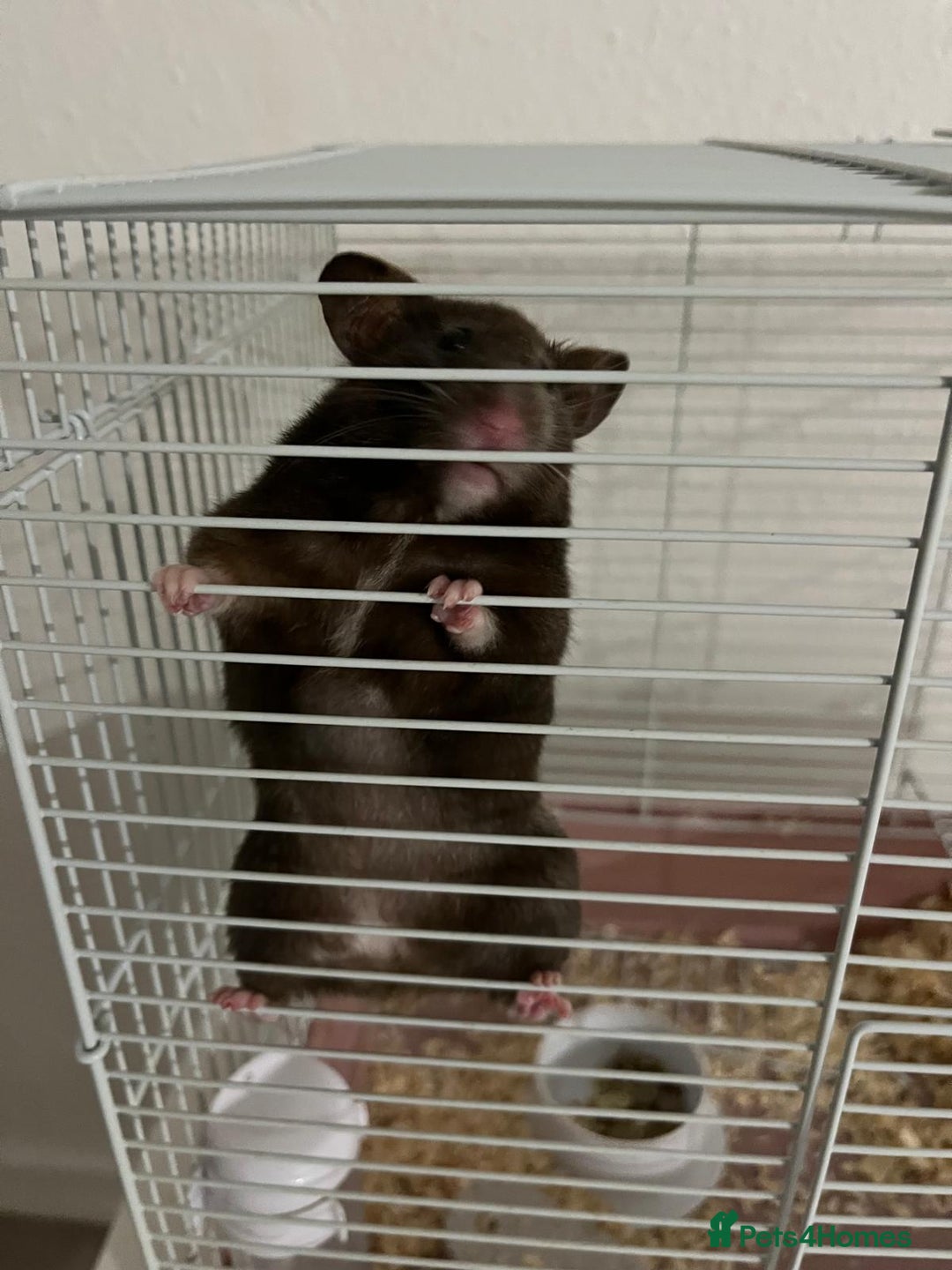 Hamster rodents for sale: Hamster - REHOME  - Image 2