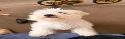 Bichon Frise dogs for sale: Bichon for sale - Advert 2