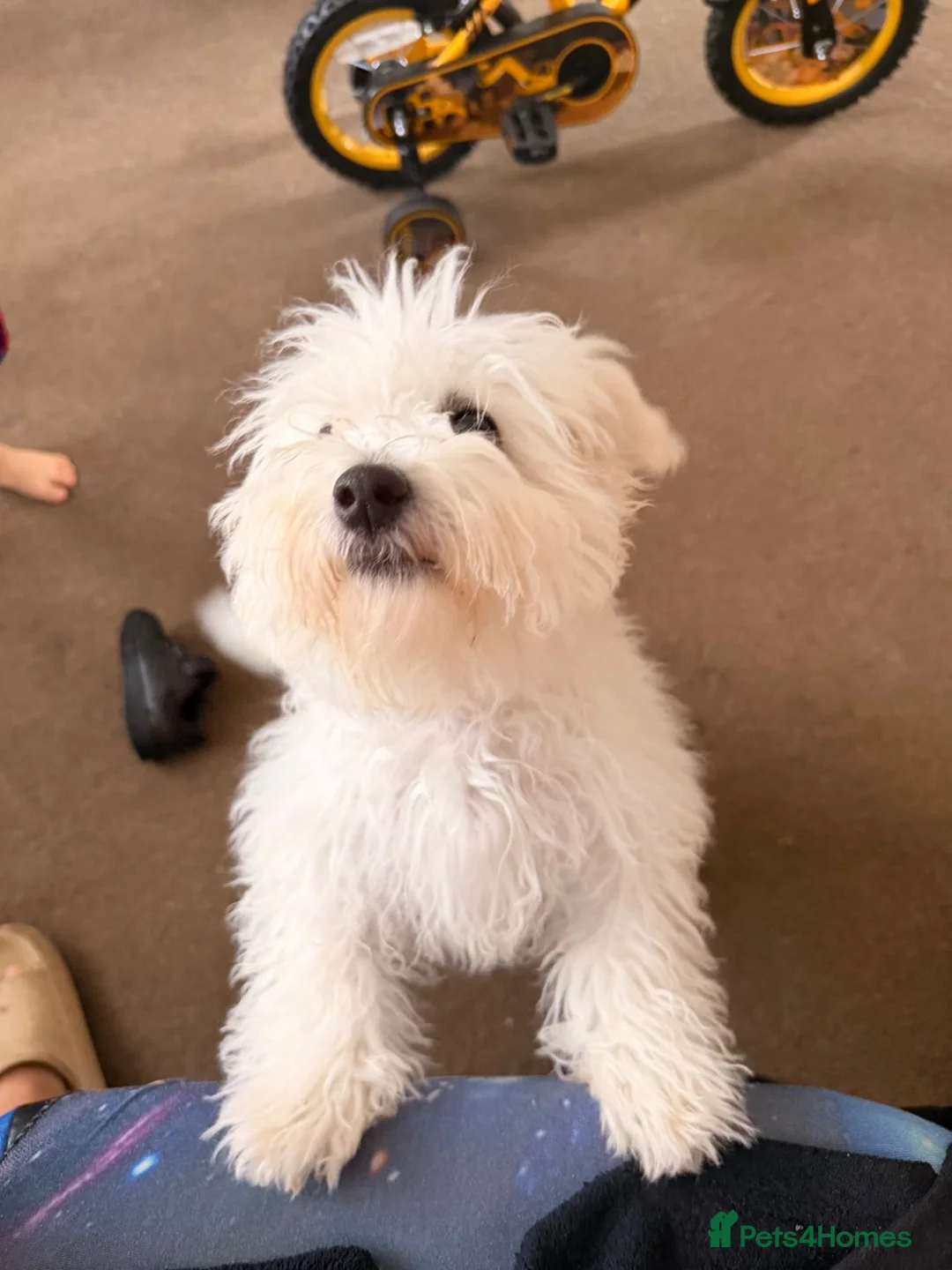 Bichon Frise dogs for sale: Bichon for sale - Advert 2