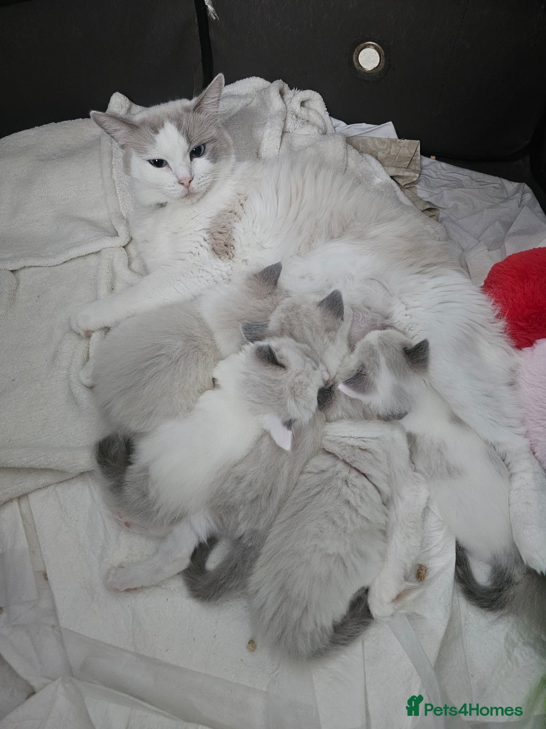 Ragdoll cats for sale: 🐱Kittens Ragdoll Bicolor. 3 Boys and 2 Girls  - Advert 16