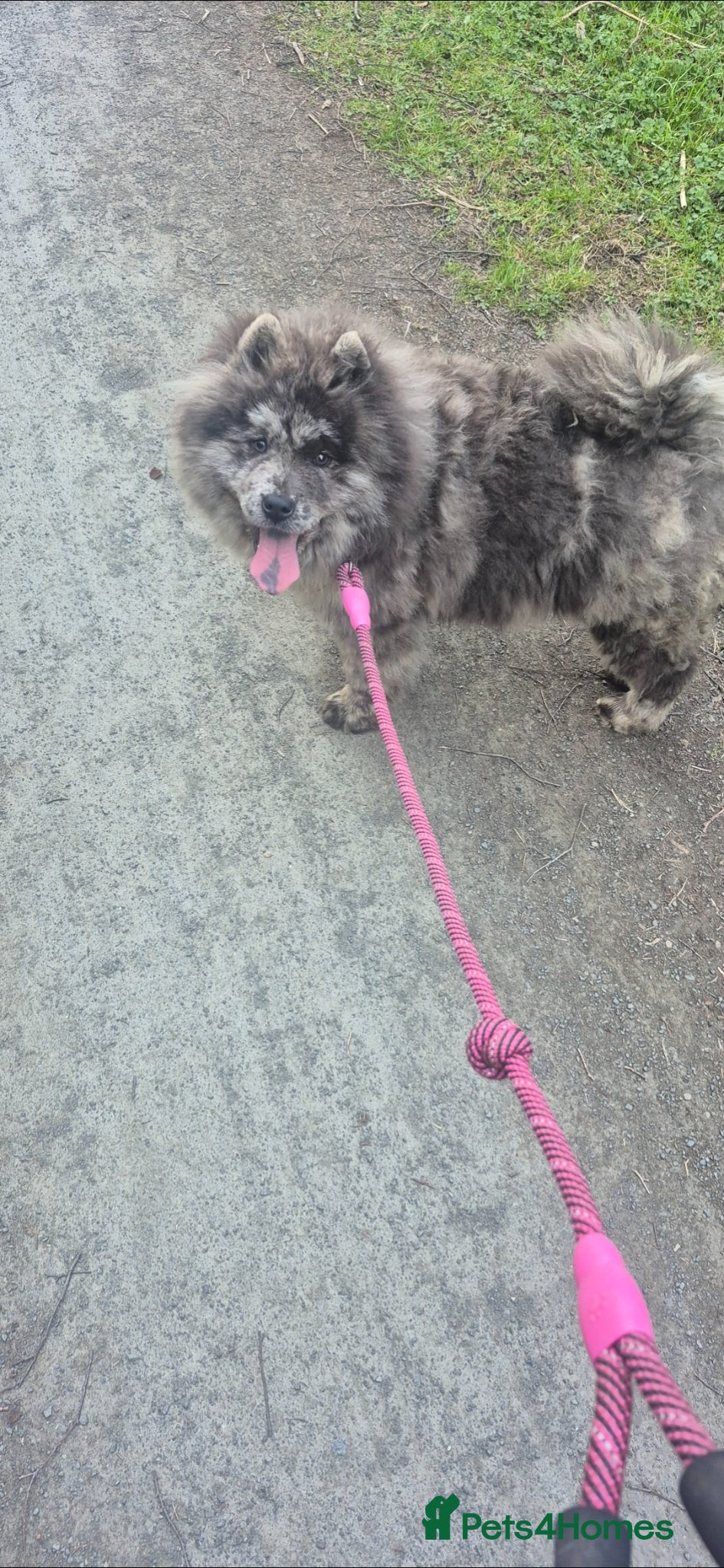 Chow Chow dogs Blue Merle chow chow - Advert 1