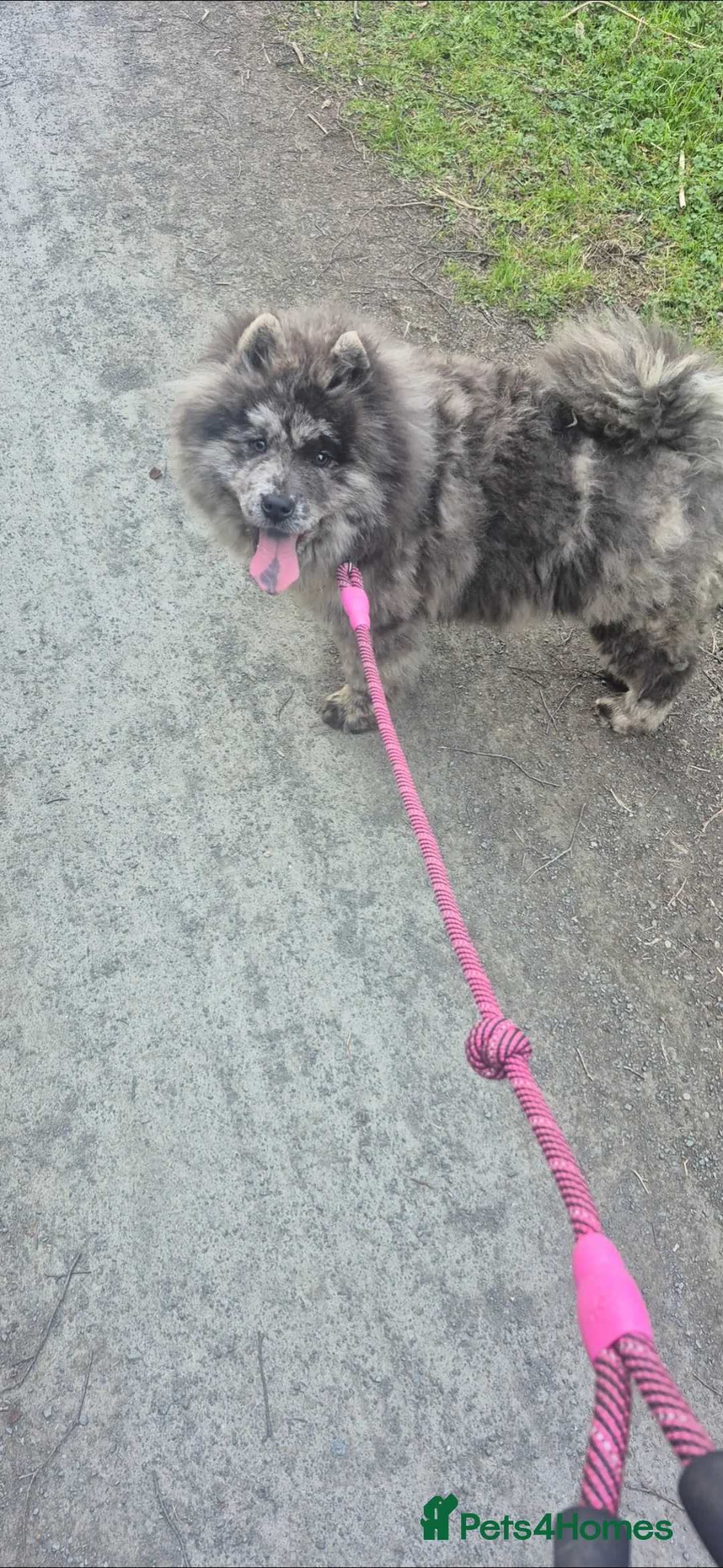 Chow Chow dogs for sale: Blue Merle chow chow in Durham - Advert 1