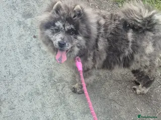 Chow Chow dogs Blue Merle chow chow - Advert 1