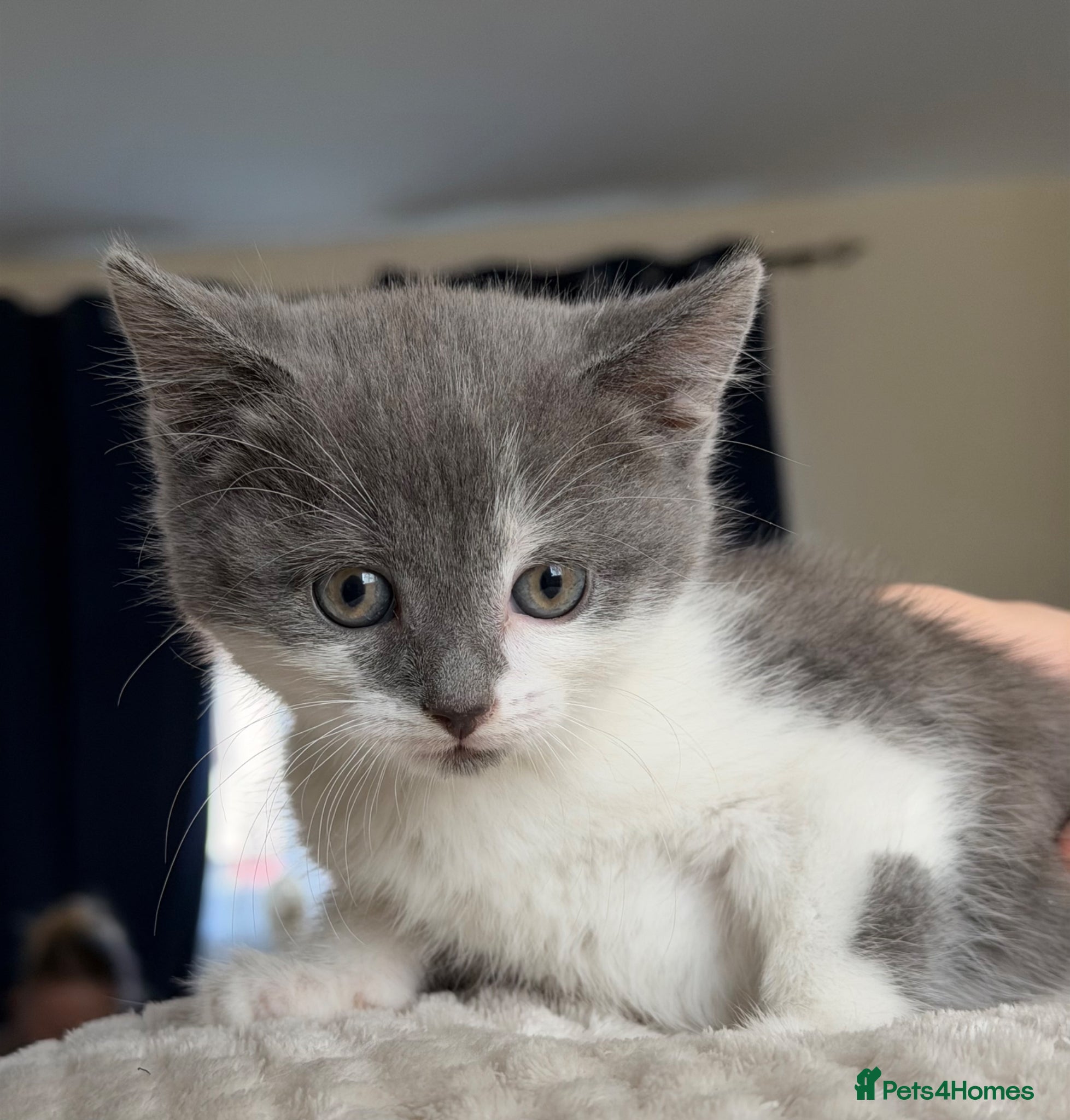 Mixed Breed cats Fluffy Kittens for sale❤️ - Advert 5