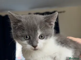 Mixed Breed cats Fluffy Kittens for sale❤️ - Advert 3