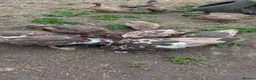Ducks poultry for sale: 3 Muscovy Drakes - chocolate/pied markings in Bradford - Advert 6