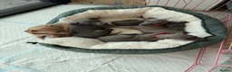 Italian Greyhound dogs for sale: Pedigree Italian Greyhound Puppies *Bred by Vets* in Abingdon - Advert 4