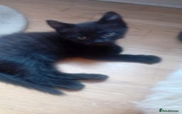 Mixed Breed cats for sale: 4 baby kittens for sale  - Image 7