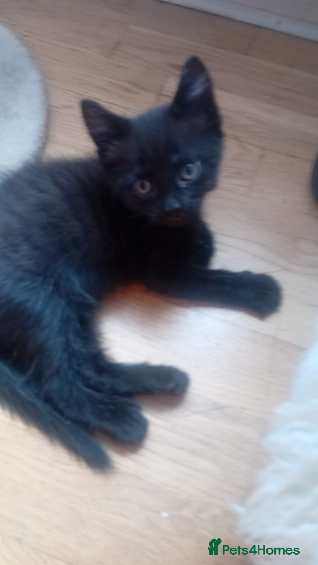 Mixed Breed cats for sale: 4 baby kittens for sale  - Image 7