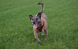 Mixed Breed dogs for sale: Reggie - 5 year old neutered male  - Image 5