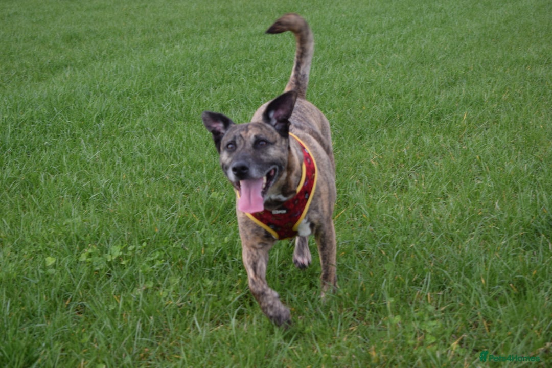 Mixed Breed dogs for sale: Reggie - 5 year old neutered male  - Image 5