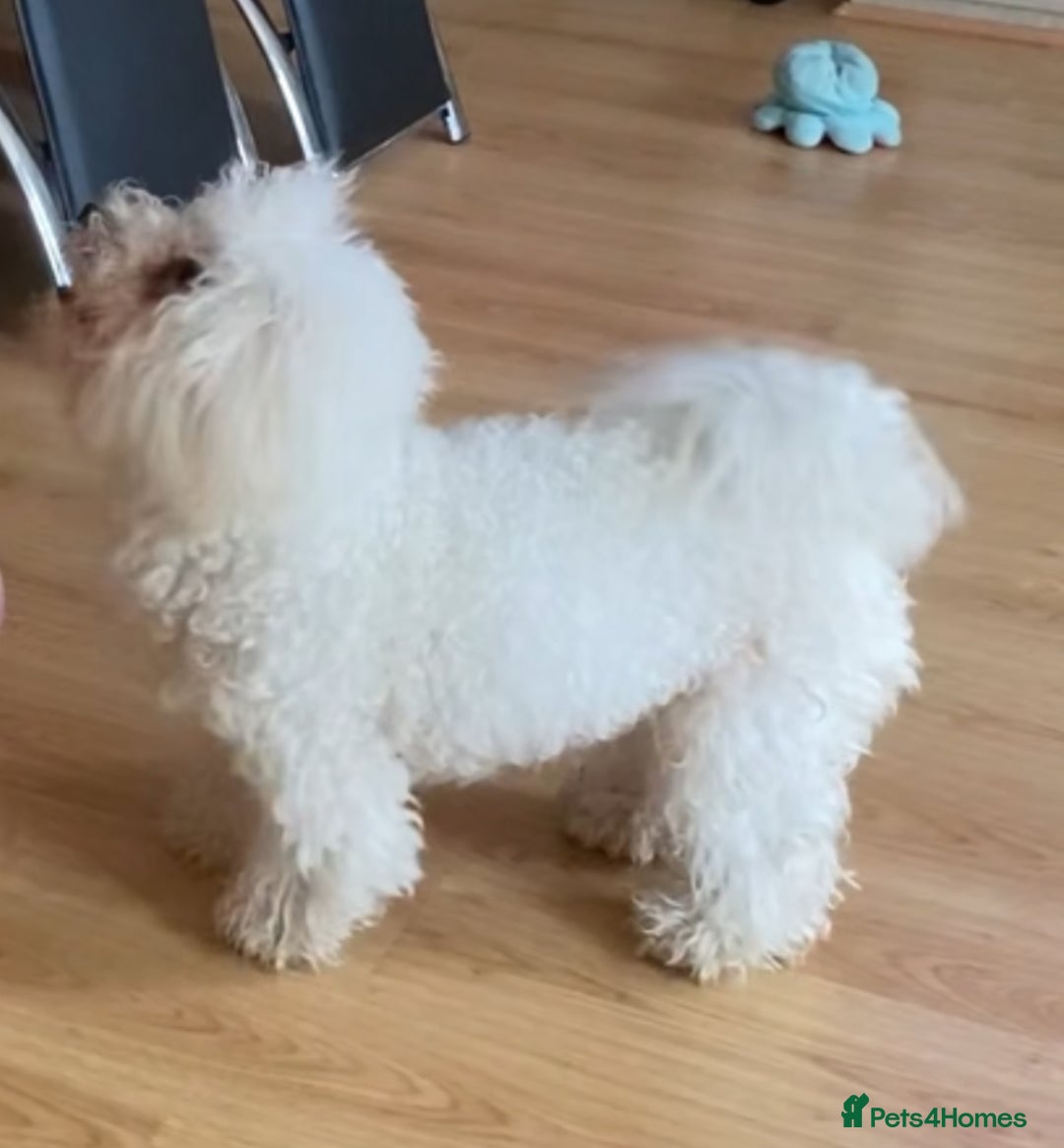 Bichon Frise dogs for sale: Pure Bichon frise for sale in Bromsgrove  in Bromsgrove - Image 17