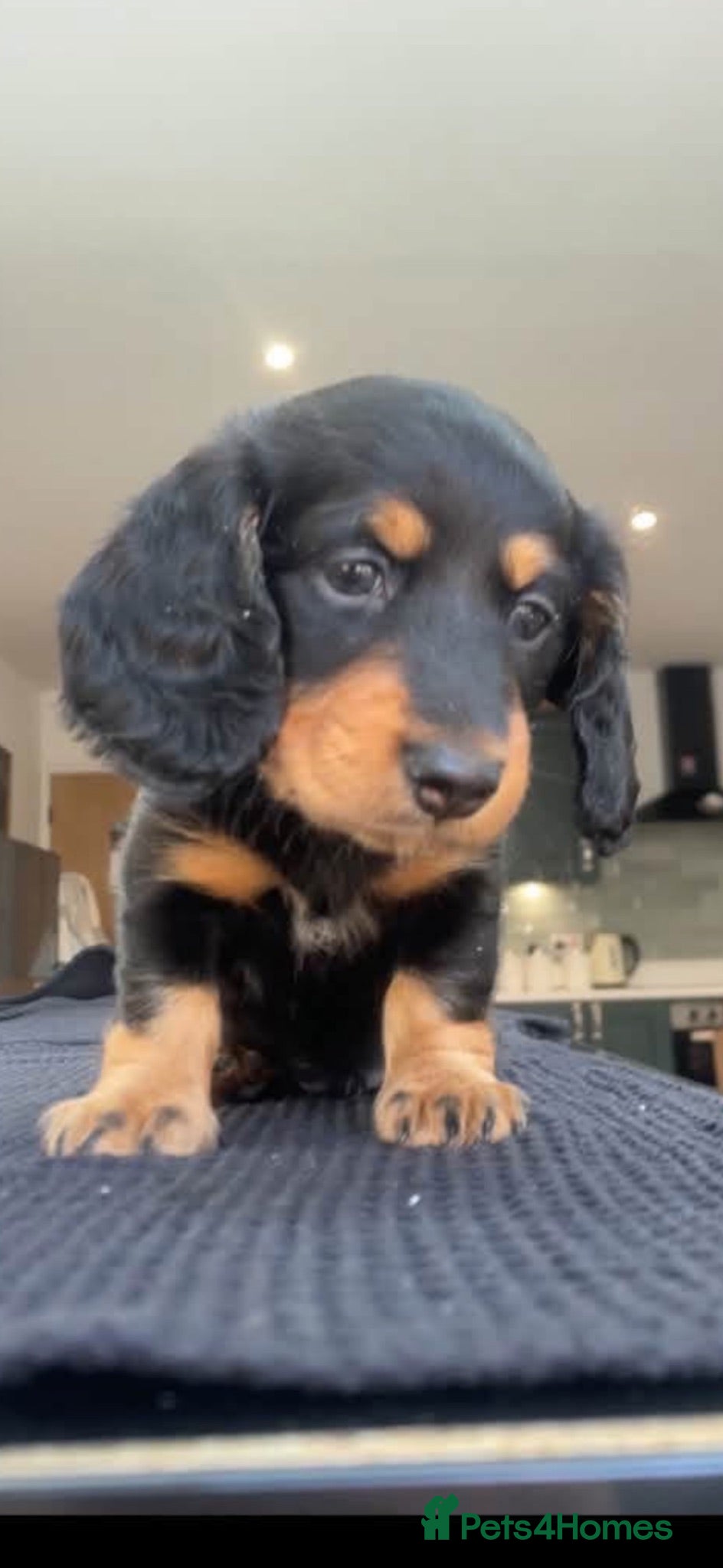 Miniature Dachshund dogs Miniature dachshund dapple - Advert 4